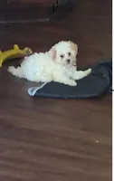 Casper, a male Yorkipoo for sale in Winchendon, MA – 2 of 2