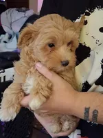Chloe, a female Maltipoo and Yorkipoo for sale in Winchendon, MA – 1 of 4