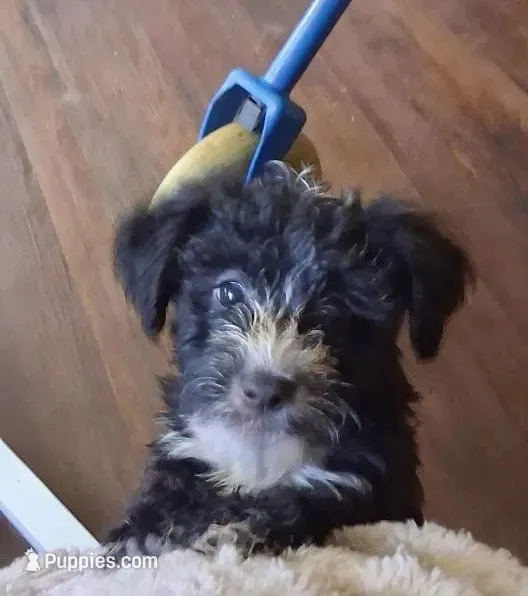 Jill – Yorkipoo puppy for sale in Winchendon, MA
