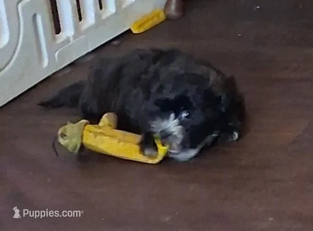 Zeke, a male Shorkie for sale in Winchendon, MA – Photo 1 of 1