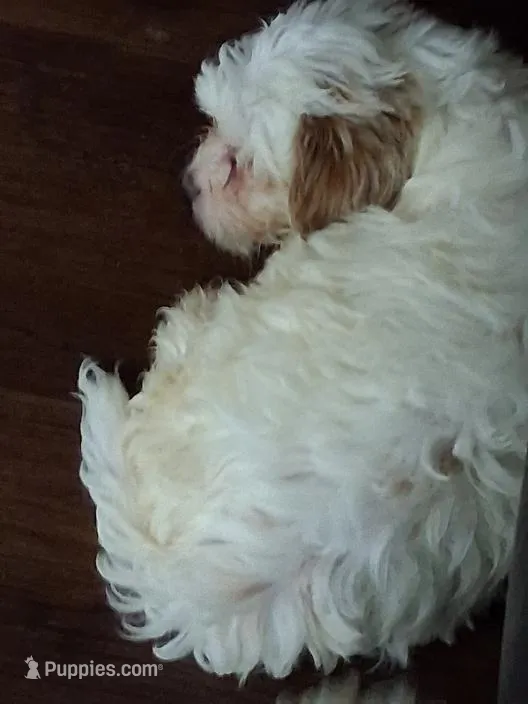 Casper – Yorkipoo puppy for sale in Winchendon, MA