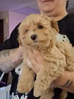 Zoe, a female Maltipoo and Yorkipoo for sale in Winchendon, MA – 3 of 4