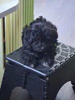 Lilibet, a female Yorkipoo for sale in Winchendon, MA – 3 of 3