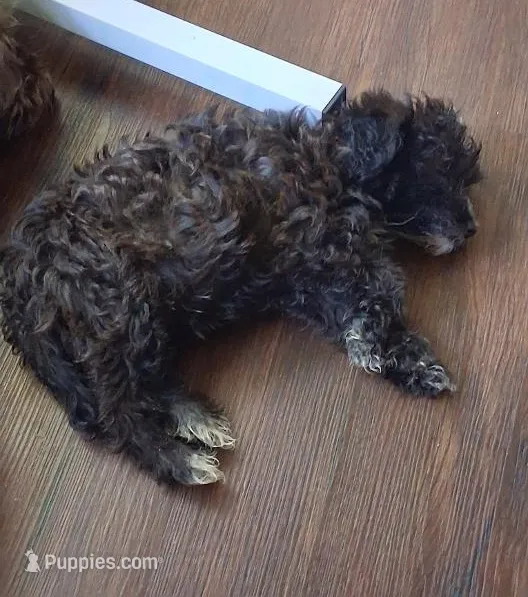 Jill – Yorkipoo puppy for sale in Winchendon, MA