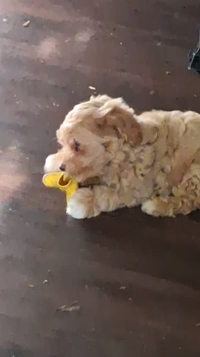 Chloe, a female Maltipoo and Yorkipoo for sale in Winchendon, MA – 4 of 4