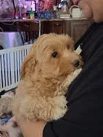Chloe, a female Maltipoo and Yorkipoo for sale in Winchendon, MA – 2 of 4