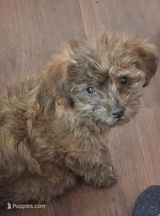 Lucy – Shorkie puppy for sale in Winchendon, MA