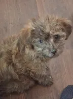 Lucy, a female Shorkie for sale in Winchendon, MA – Photo 1 of 2