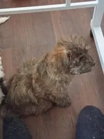 Lucy, a female Shorkie for sale in Winchendon, MA – Photo 2 of 2