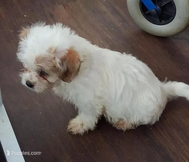 Moose – Shorkie puppy for sale in Winchendon, MA