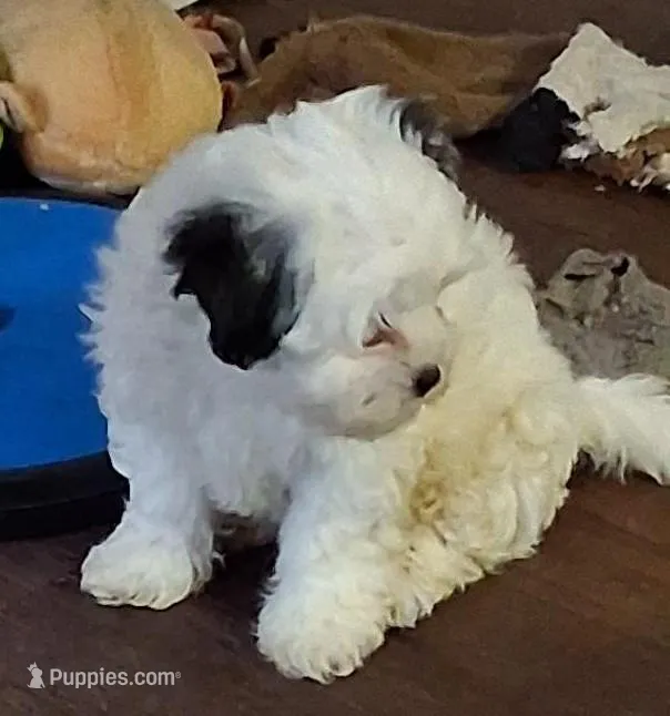 Ozzie – Shorkie puppy for sale in Winchendon, MA