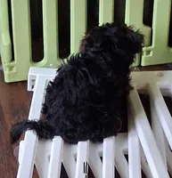 Lilibet, a female Yorkipoo for sale in Winchendon, MA – 1 of 3
