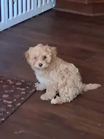 Zoe, a female Maltipoo and Yorkipoo for sale in Winchendon, MA – 2 of 4
