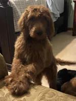 Conway, a male Goldendoodle for sale in Bonifay, FL – 3 of 5