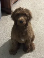 Conway, a male Goldendoodle for sale in Bonifay, FL – 4 of 5