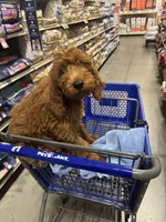 Conway, a male Goldendoodle for sale in Bonifay, FL – 5 of 5