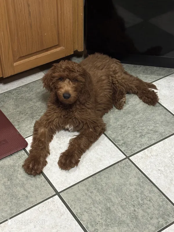 Conway – Goldendoodle puppy for sale in Bonifay, FL