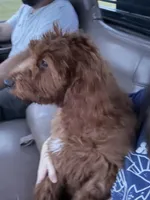 Conway, a male Goldendoodle for sale in Bonifay, FL – 2 of 5