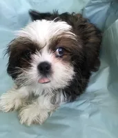 pup #3, a female Shih Tzu for sale in Milton Freewater, OR – 2 of 2