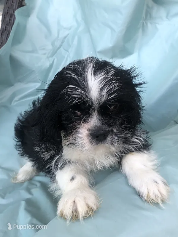 pup #2 – Shih Tzu puppy for sale in Milton Freewater, OR
