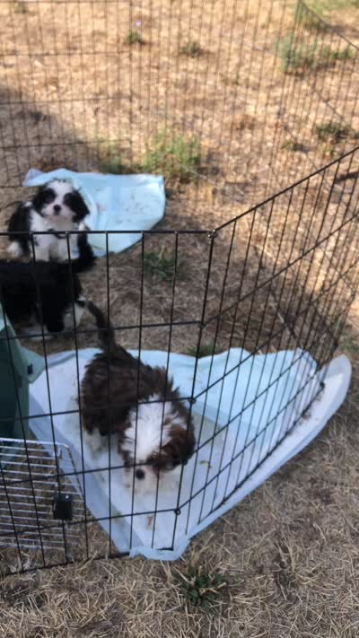pup #1, a female Shih Tzu for sale in Milton Freewater, OR – 2 of 2