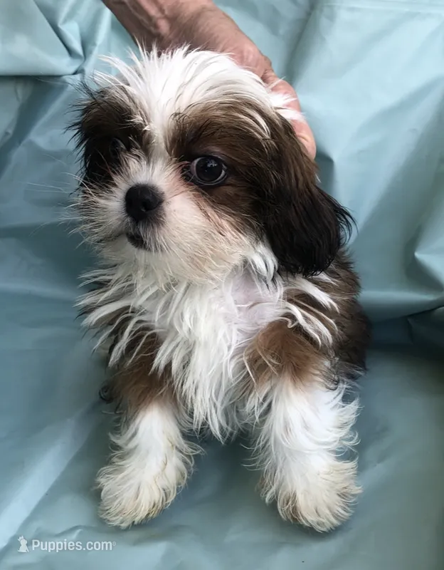 pup #3 – Shih Tzu puppy for sale in Milton Freewater, OR
