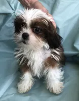 pup #3, a female Shih Tzu for sale in Milton Freewater, OR – 1 of 2