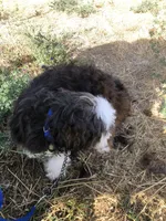 Little Jonny, a male Shih Tzu for sale in Milton Freewater, OR – 2 of 2