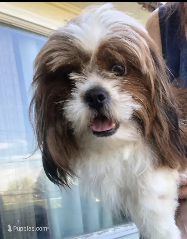 Billybob – Shih Tzu puppy for sale in Milton Freewater, OR
