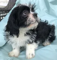 pup #2, a female Shih Tzu for sale in Milton Freewater, OR – 2 of 2