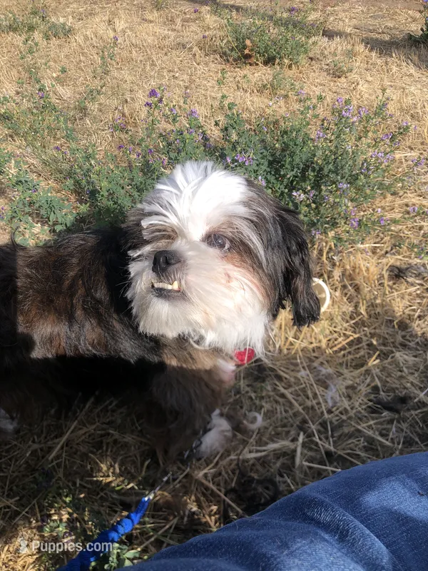 Little Jonny – Shih Tzu puppy for sale in Milton Freewater, OR