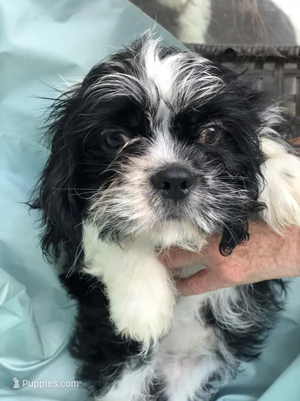 pup #1 – Shih Tzu puppy for sale in Milton Freewater, OR