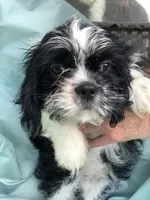 pup #1, a female Shih Tzu for sale in Milton Freewater, OR – 1 of 2