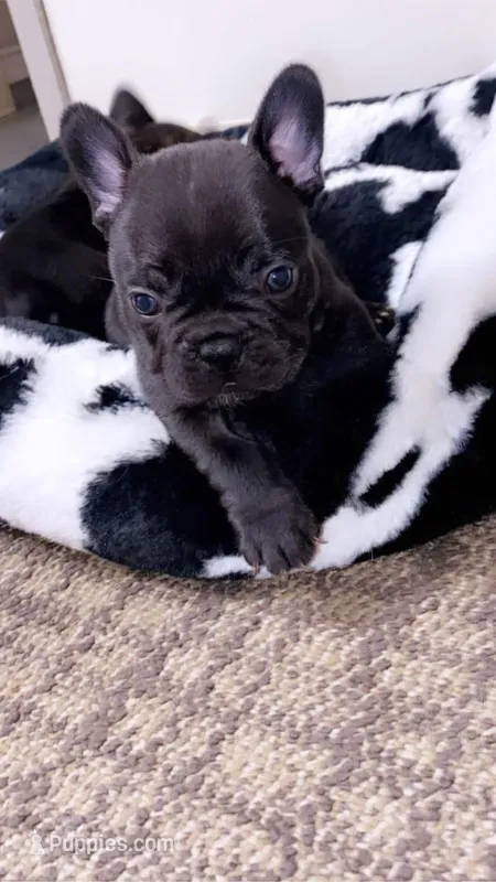 No Name  – French Bulldog puppy for sale in Chicago, IL