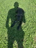Mamma, a female Cane Corso for sale in Raleigh, NC – 2 of 4