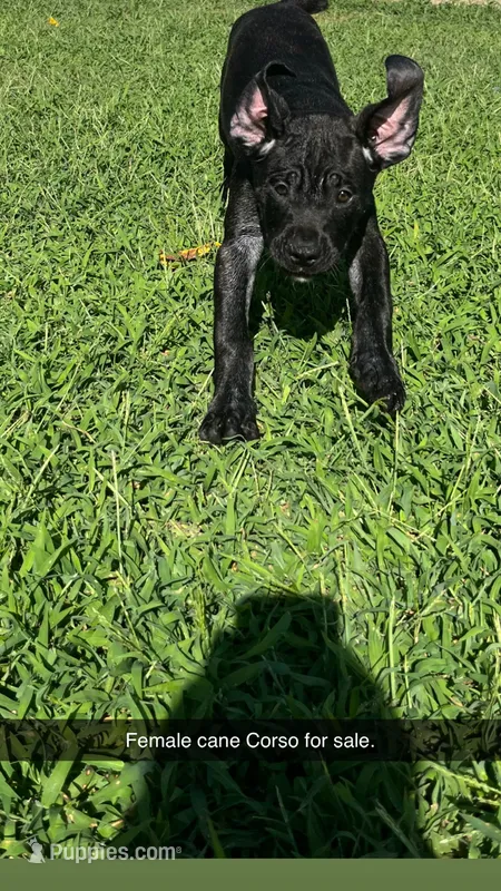 Mamma – Cane Corso puppy for sale in Raleigh, NC