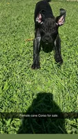 Mamma, a female Cane Corso for sale in Raleigh, NC – 1 of 4