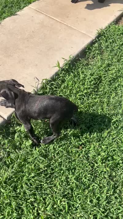 Mamma, a female Cane Corso for sale in Raleigh, NC – 3 of 4