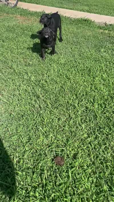 Mamma, a female Cane Corso for sale in Raleigh, NC – 4 of 4