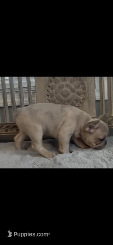 AKC French Bulldog Merle (Dozer) -RESERVED 