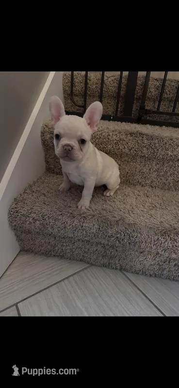 Ivy- French Bulldog 