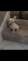 Ivy- French Bulldog , a female French Bulldog for sale in North Vernon, IN – Photo 1 of 8