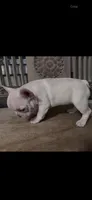 Ivy- French Bulldog , a female French Bulldog for sale in North Vernon, IN – Photo 4 of 8
