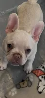 Ivy- French Bulldog , a female French Bulldog for sale in North Vernon, IN – Photo 2 of 8