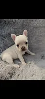 Ivy- French Bulldog , a female French Bulldog for sale in North Vernon, IN – Photo 5 of 8