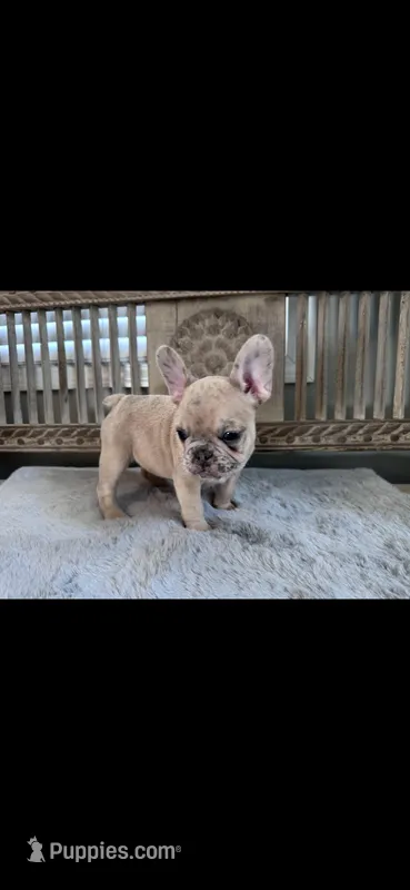 Poppy- AKC French Bulldog RESERVED
