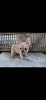 Poppy- AKC French Bulldog RESERVED, a female French Bulldog for sale in North Vernon, IN – Photo 1 of 4