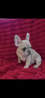 Poppy- AKC French Bulldog RESERVED, a female French Bulldog for sale in North Vernon, IN – Photo 2 of 4