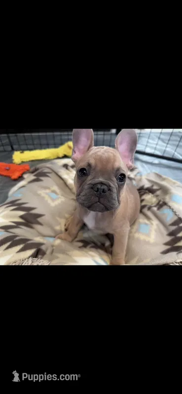 AKC French Bulldog Grizzly Bear III