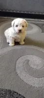 blanco, a male Poodle - Standard  for sale in Lindsay, CA – 2 of 3